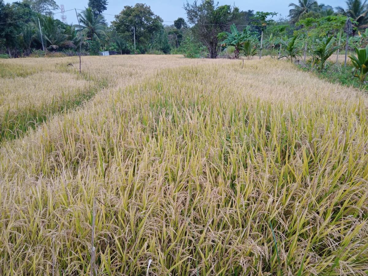 Sigiri Sandilu Homestay Sigiriya Luaran gambar